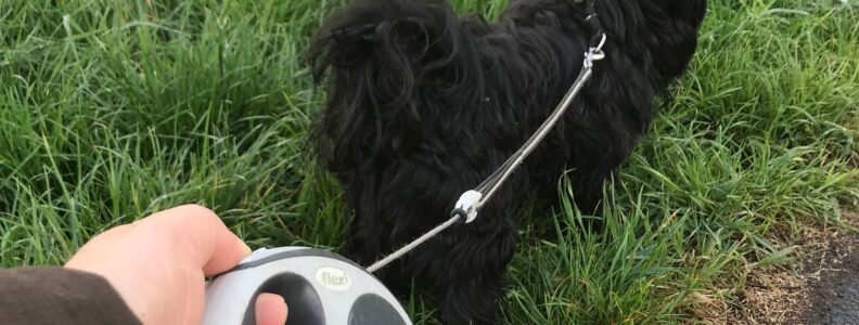 Anleinpflicht. Selbst wenn der Hund angeblich nur spielt und immer „bei Fuß“ geht, gilt in Eschenburg vom 15. März bis 15. Juni eine Anleinpflicht.